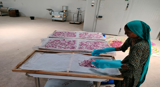 Worker sorting and preparing sliced onions for drying